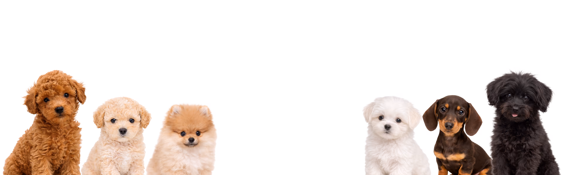 Cachorros de Pomerania, Caniche Toy, Teckel, Pomapoo y Maltipoo